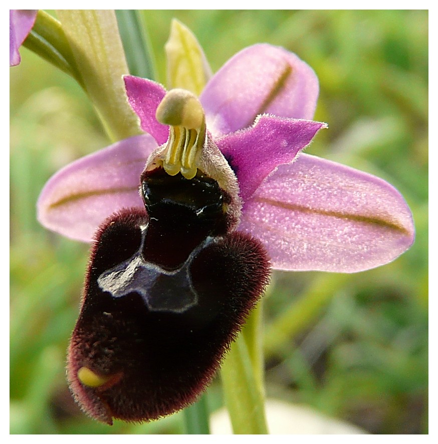 Ophrys bertoloniiformis x O. tenthredinifera